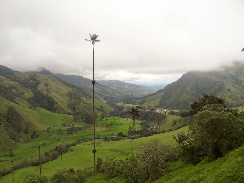 Cocora Valley - Salento, Colombia