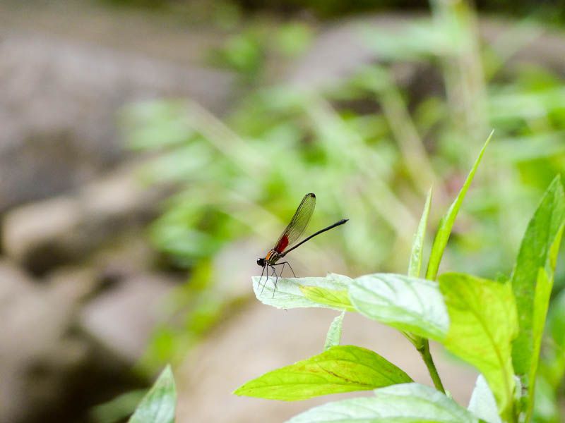 Dragonfly - Londres, Costa Rica