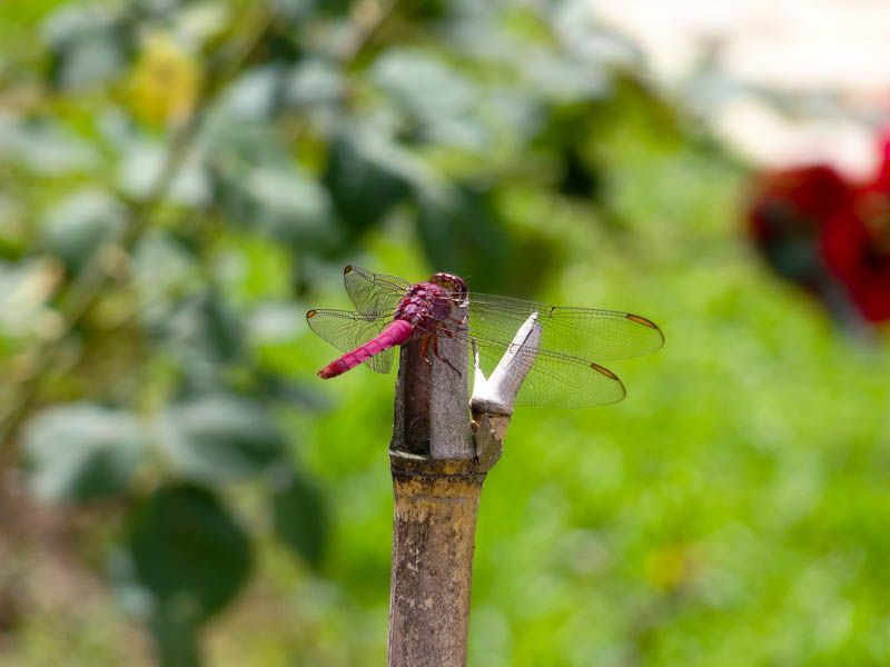 Dragonfly - Medellin, Colombia