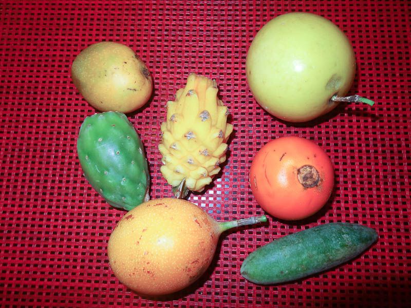 Exotic Fruit