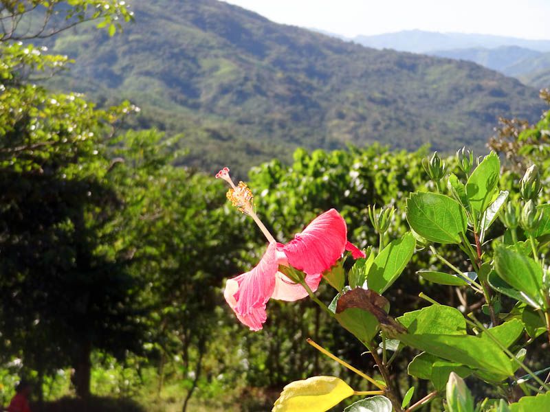 Flower With A View - Chichica, Panama