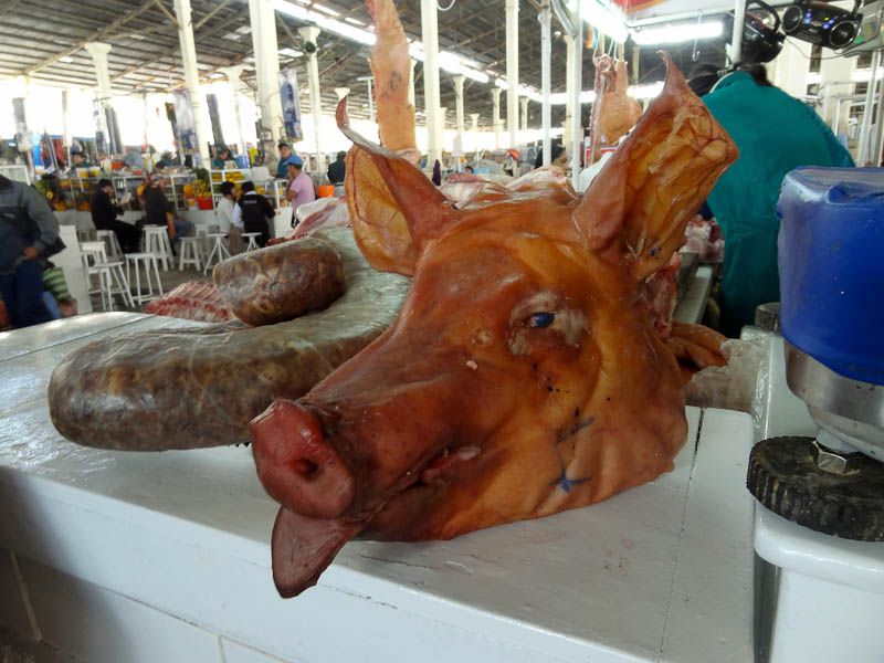 Pig's Head - Cusco, Peru