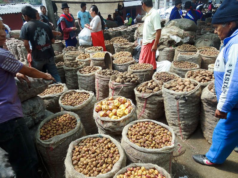 Potatoes - Silvia, Colombia