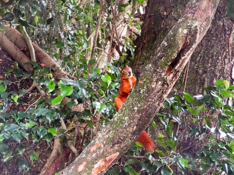 Red Squirrel - Cali, Colombia