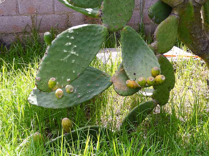 Tuna - The Desert Fruit