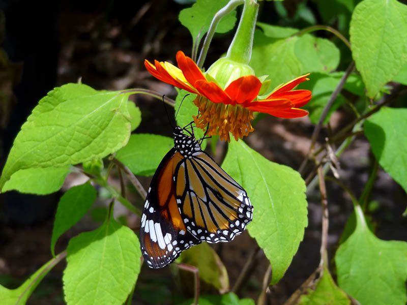 Butterflies