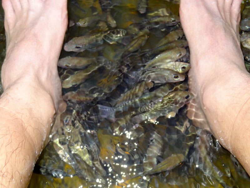 Fish Massage