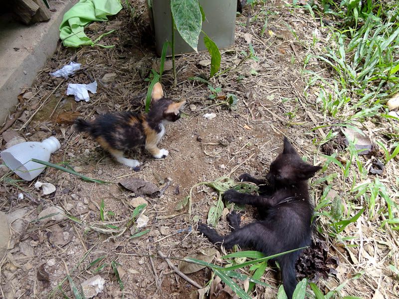 Adorable Kittens
