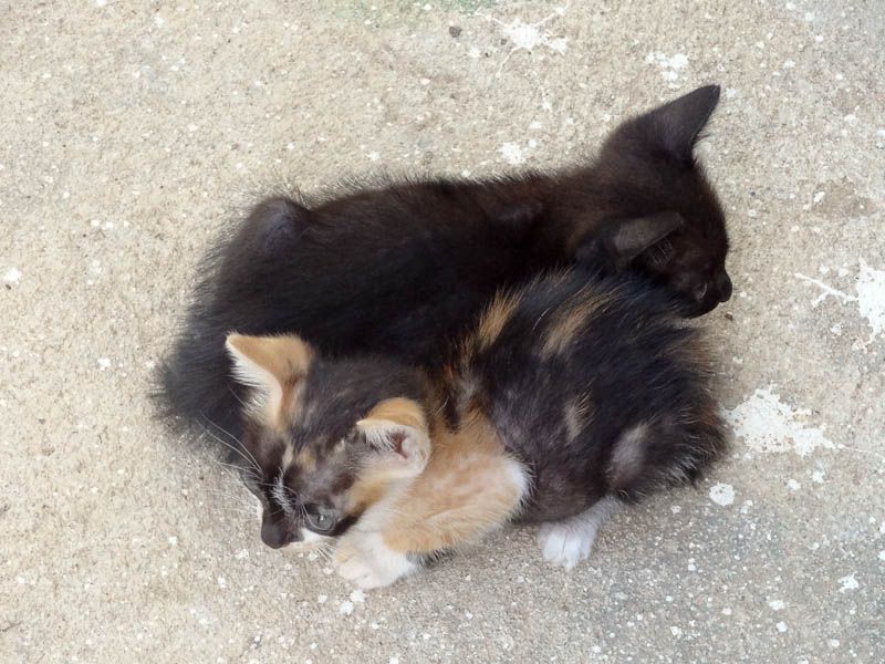 Adorable Kittens