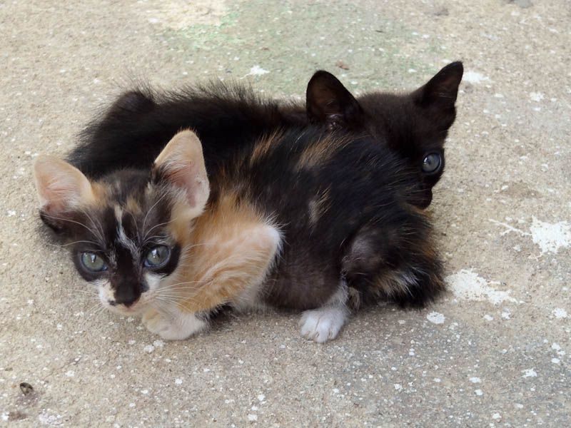 Adorable Kittens
