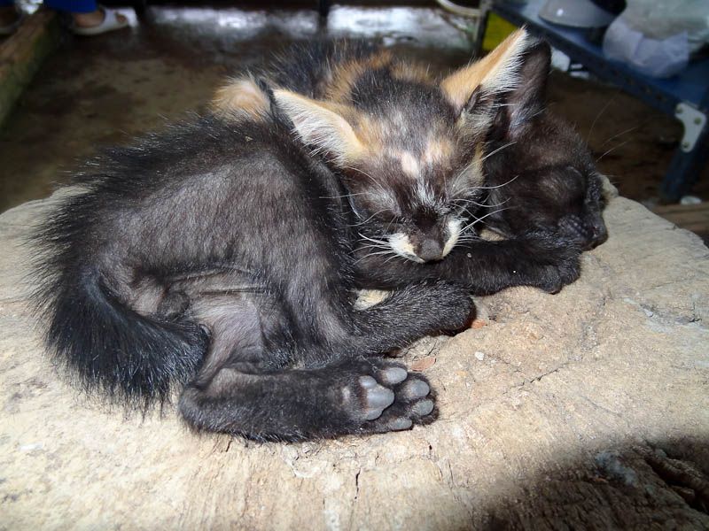 Adorable Kittens