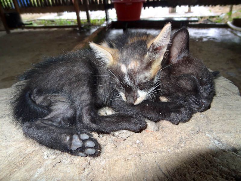 Adorable Kittens