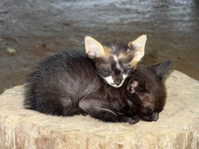 Adorable Kittens