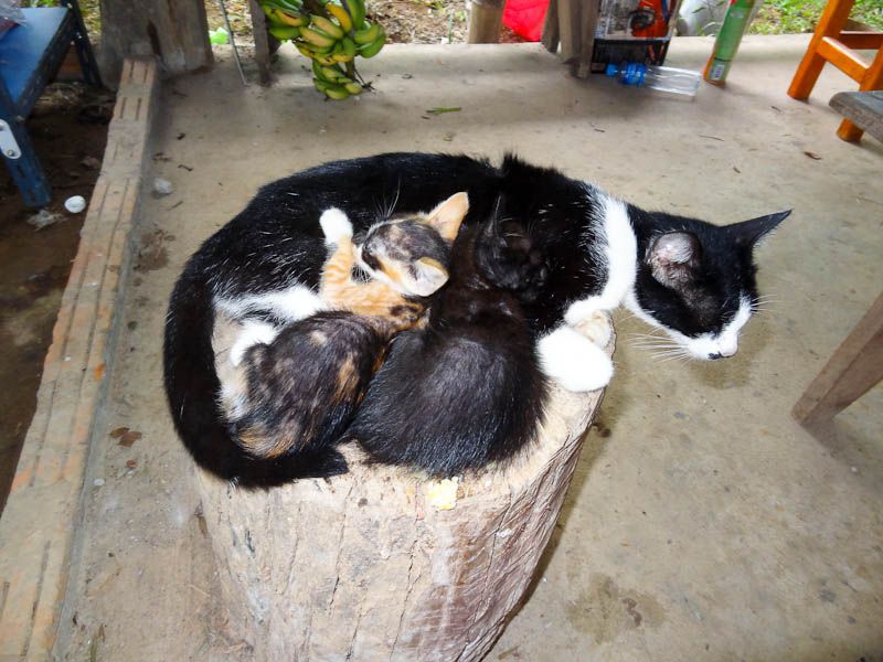 Adorable Kittens