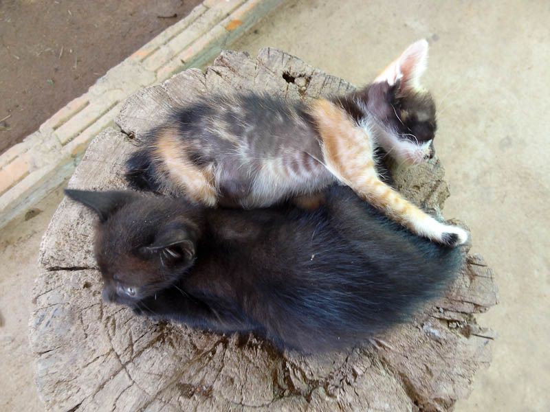 Adorable Kittens