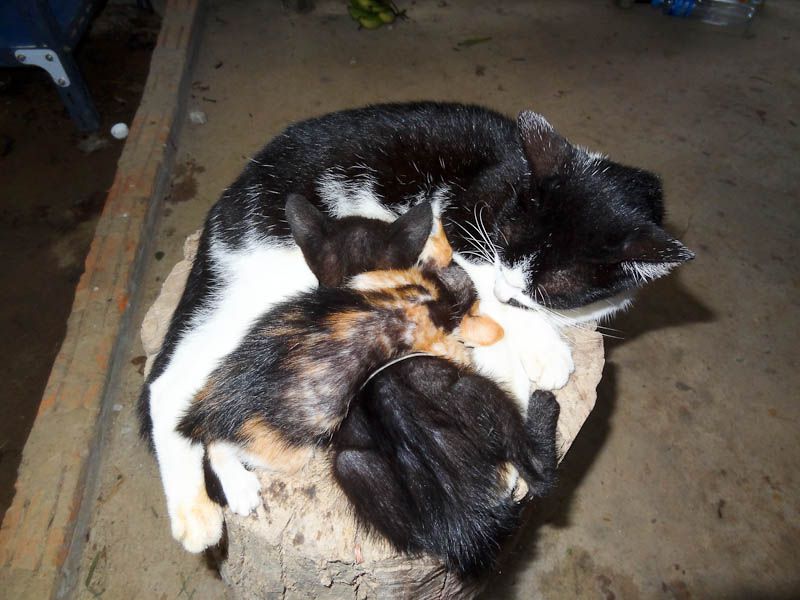 Adorable Kittens
