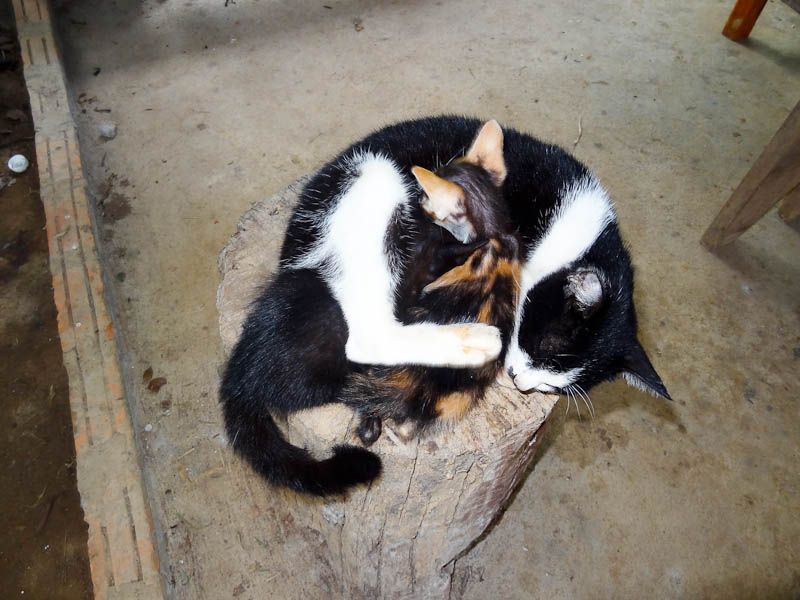 Adorable Kittens