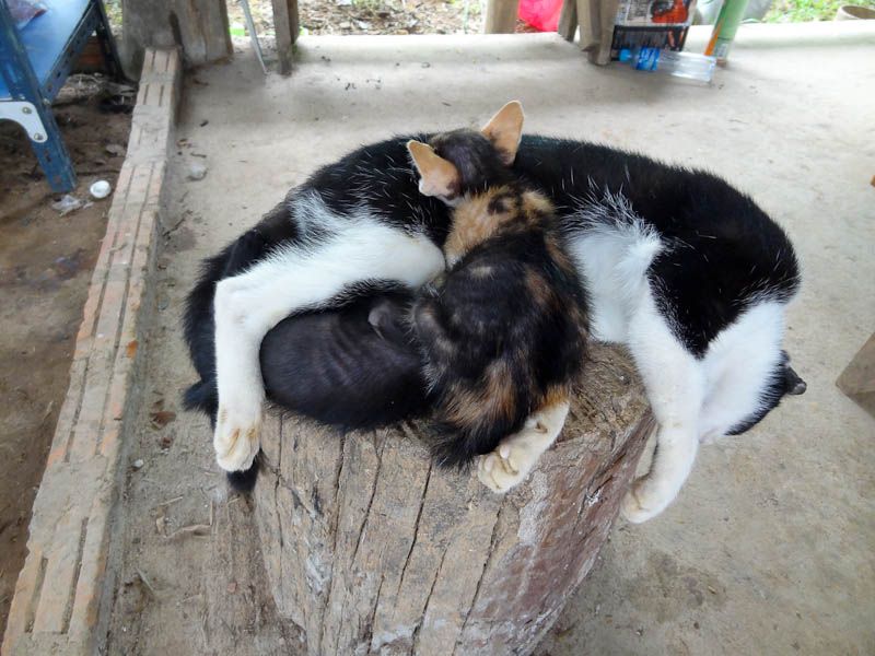 Adorable Kittens