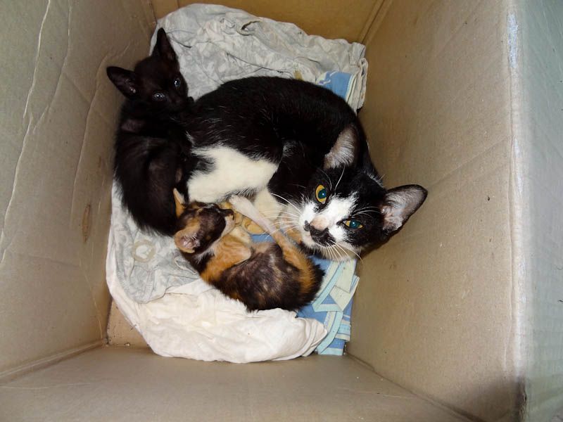 Adorable Kittens