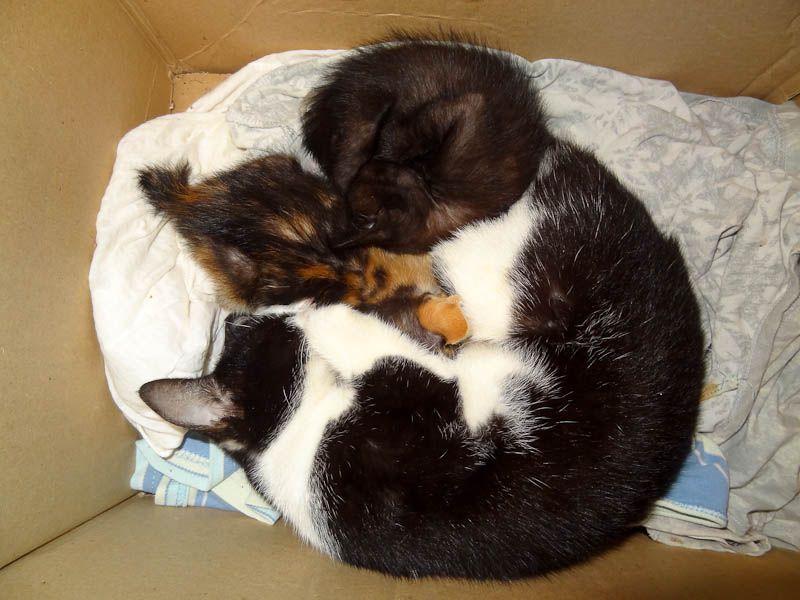 Adorable Kittens