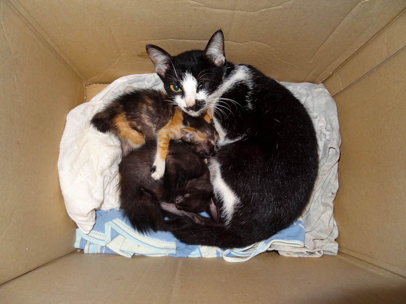 Adorable Kittens
