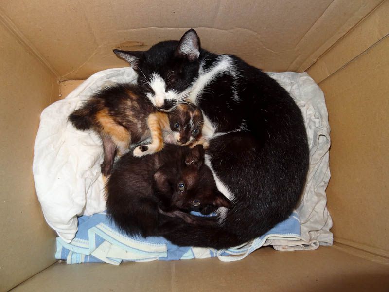 Adorable Kittens