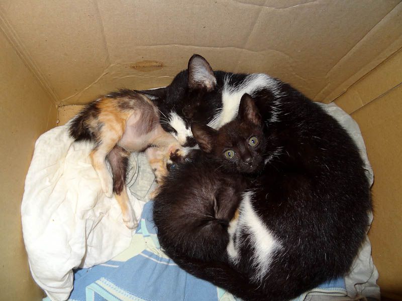 Adorable Kittens