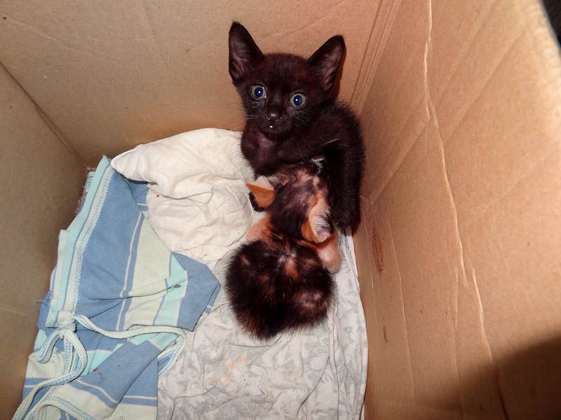 Adorable Kittens