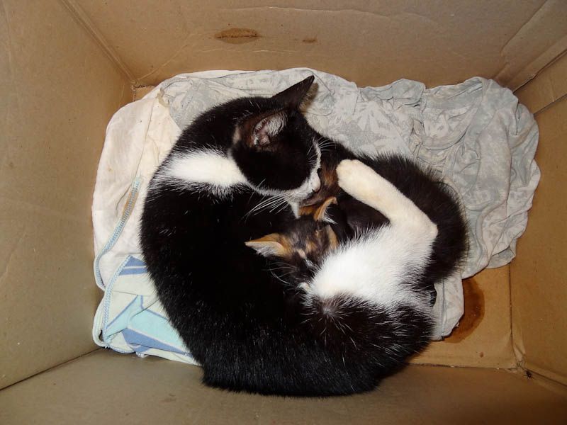 Adorable Kittens
