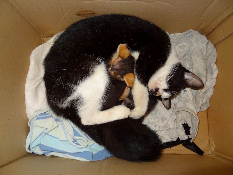 Adorable Kittens