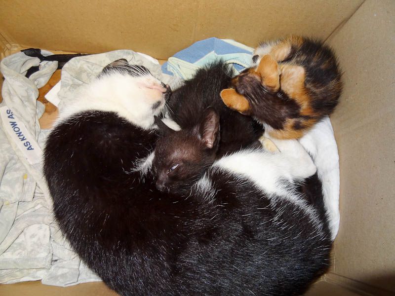 Adorable Kittens