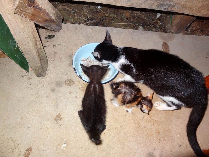 Adorable Kittens