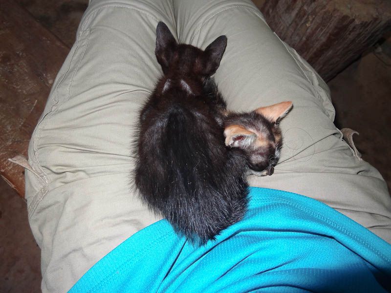 Adorable Kittens