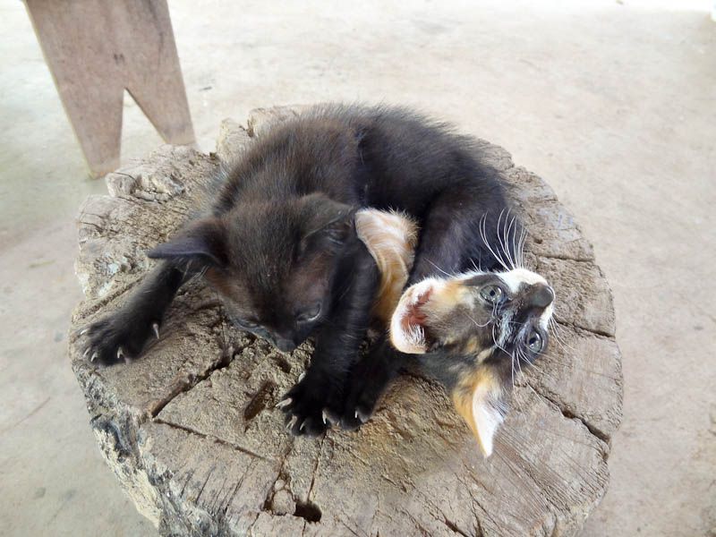 Adorable Kittens