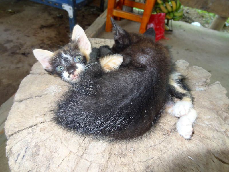 Adorable Kittens