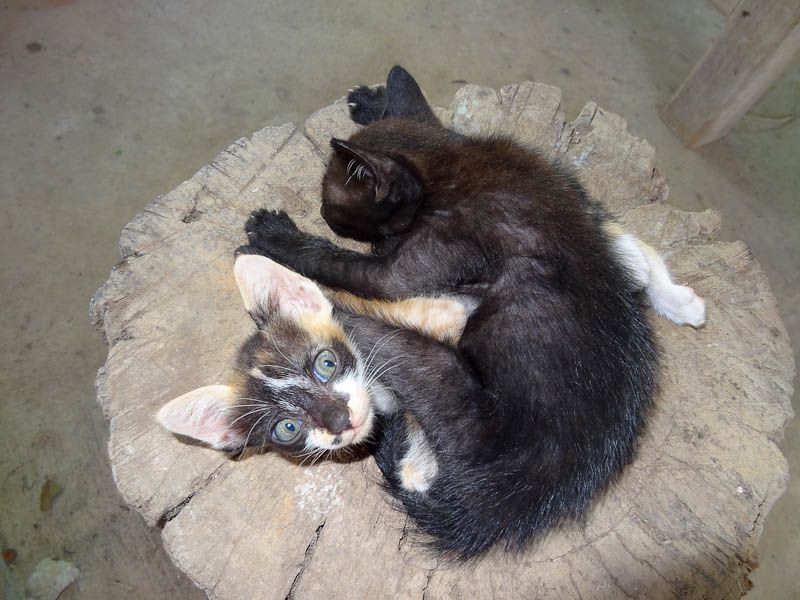 Adorable Kittens