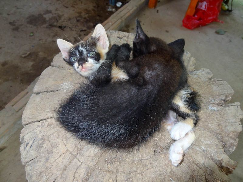 Adorable Kittens
