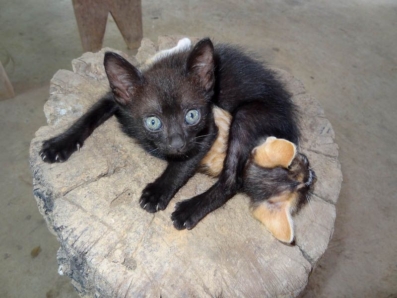 Adorable Kittens