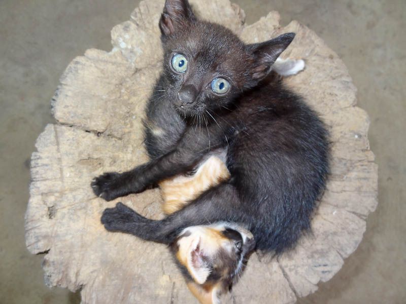 Adorable Kittens
