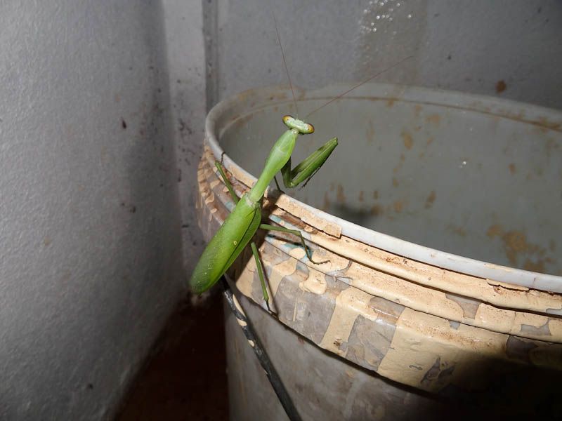 Adult Green Bug