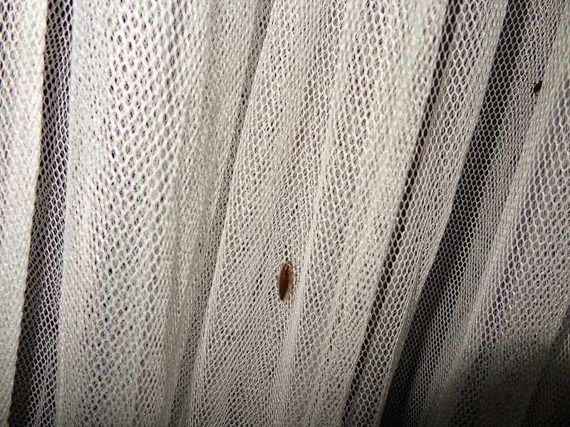 Bugs On My Mosquito Net
