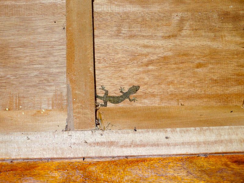 Gecko