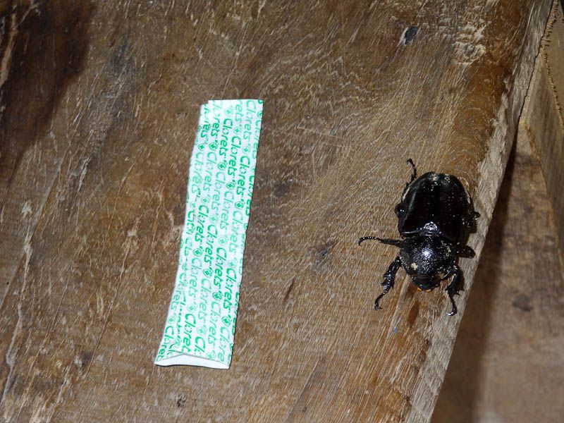 Huge Beetle