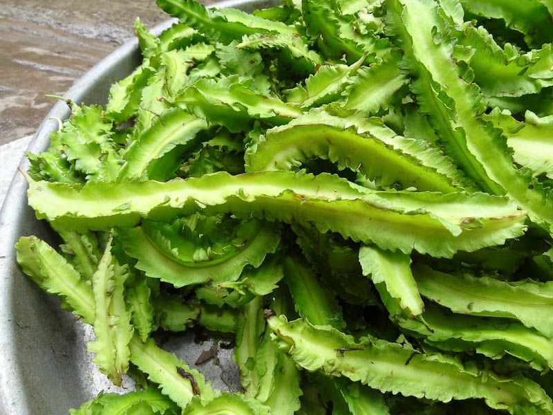 Local Vietnamese Market