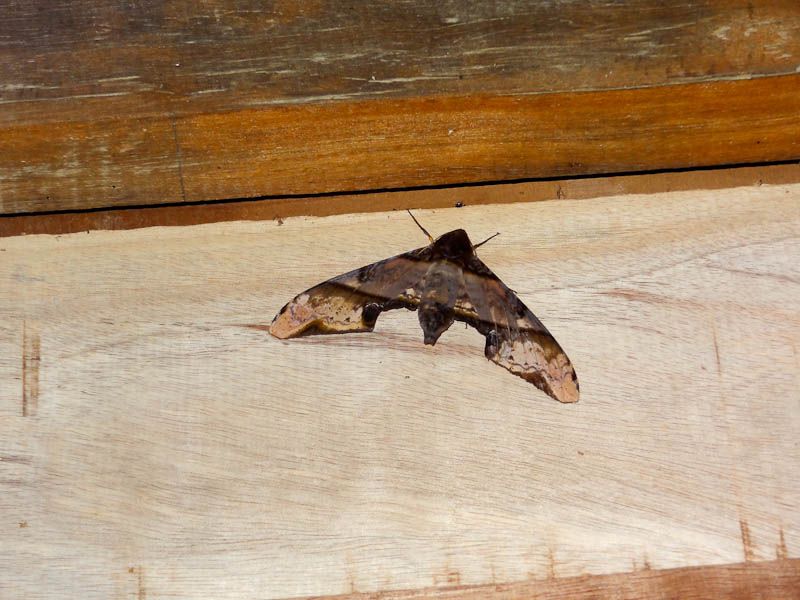 Moth