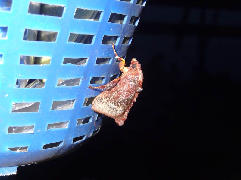 Moth Maybe