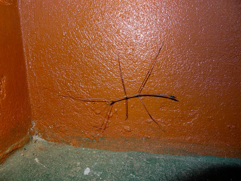 Stick Insect