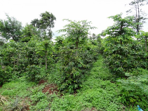 Coffee Now Grown On The Base