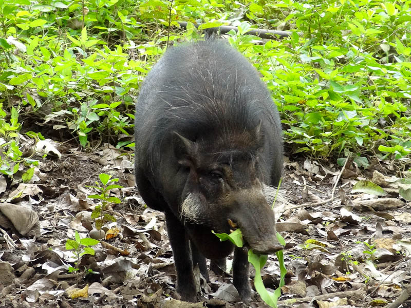 An Ugly Wild Pig