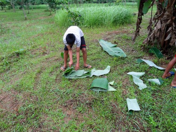 Collecting Banana Leaves  Collecting Banana Leaves